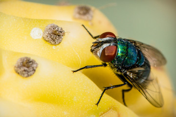 A common green bottle fly sitting on an yellow fruit