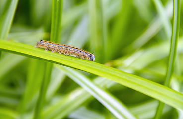 lackey moth caterpillar