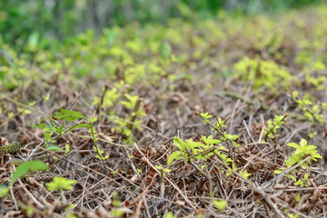 green plants close up