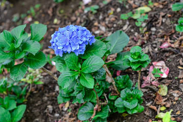 blue flowers in the garden