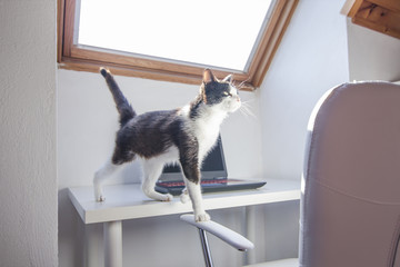 Cat walking on a desk with laptop in the background in a clean and bright home office.