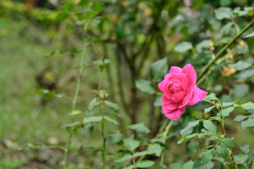 Obraz na płótnie Canvas beautiful rose in the garden