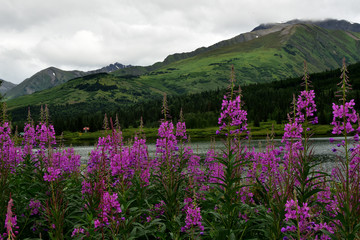 Obraz premium Fireweed Landscape