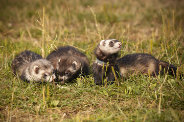 Group of ferrets on summer meadow enjoying their game