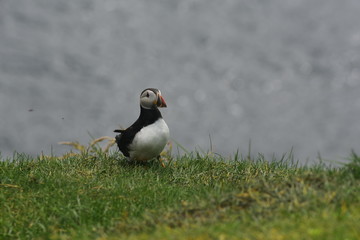 Faroe Islands puffin