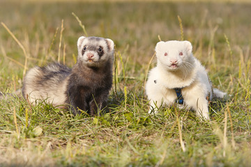 Ferrets on summer meadow enjoying their game