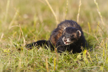 Dark sable ferret on summer meadow enjoying their game