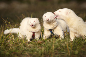 Group of albino ferrets on summer meadow enjoying their game