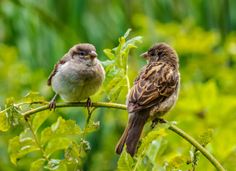 Two sparrows sit on a branch and look at each other in the park in the summer