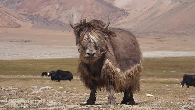 Amazing, cute wild yak relaxing on rocky mountain slope illuminated by sun against Himalaya range on background. Woolly bovine animal in its natural habitat. Ladakh, India. Camera stay still
