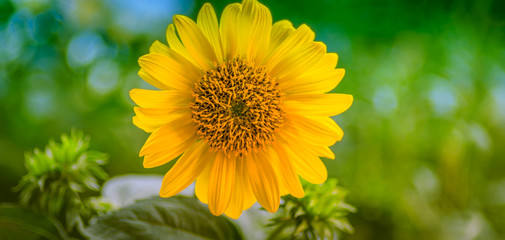 Sonnenblume vor Grün, mit Textraum