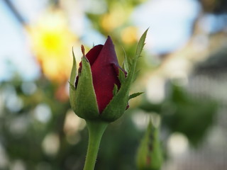 Romantyczna róża w ogrodzie