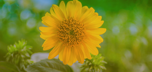Sonnenblume vor Grün, mit Textraum