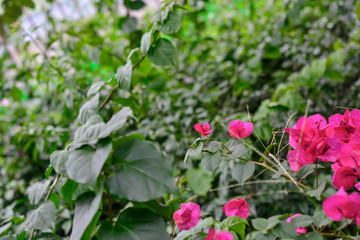 colorful flowers with green leaves background
