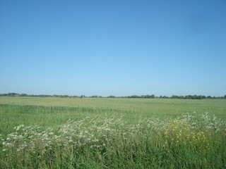 Fototapeta premium Ryazan field
