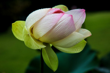  the lotus is an aquatic plant in the family Nelumbonaceae