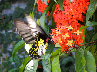 Golden Birdwing - Troides aeacus - Found in northern India, Nepal, Burma…