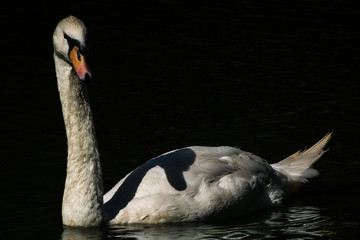 Cisne Branco / Mute Swan (Cygnus olor)
