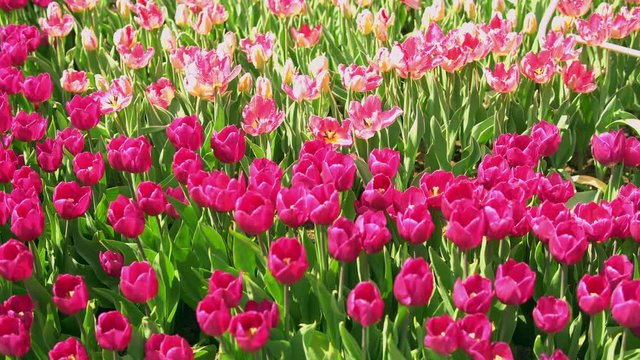 Amazing puple and pink tulips in the orangery. Diversity of tones of pink color.
