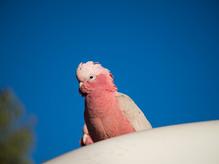 Galah rose-breasted cockatoo, galah cockatoo, pink and grey cockatoo or roseate cockatoo