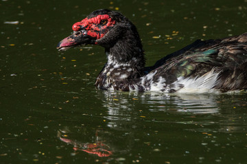 Pato-Selvagem / Muscovy-Duck (Cairina moschata)