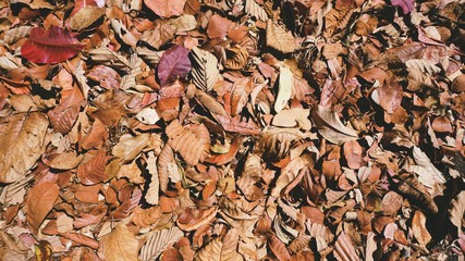 leaf Background