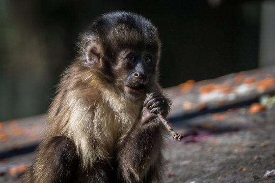 Tufted capuchin monkey (Sapajus apella), AKA macaco-prego into the wild in  Brazil Stock Photo - Alamy