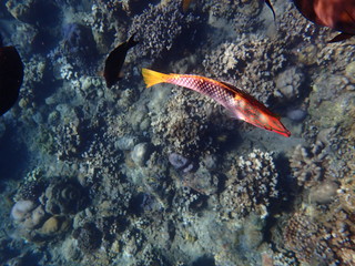 Schachbrett Junker Jemeluk Beach Amed Bali Indonesien