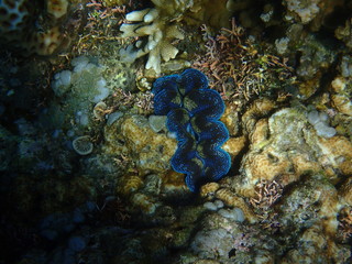 Riesenmuschel Jemeluk Beach Amed Bali Indonesien