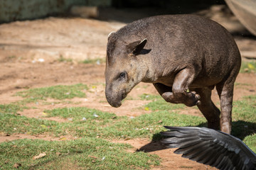 Anta Brasileira / South America Tapir (Tapirus terrestris)