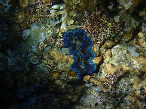 Riesenmuschel Jemeluk Beach Amed Bali Indonesien