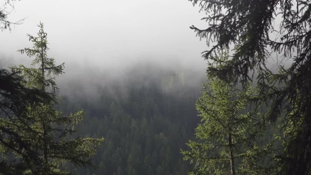 Niebla en el bosque, Alpes Dolomitas