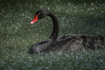 Cisne-Negro / Black-Swan (Cygnus atratus)