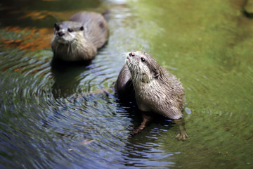 Cute couple of eurasian otters (Lutra lutra) playing in water
