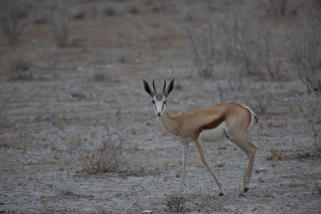 antelope in the savanna in africa