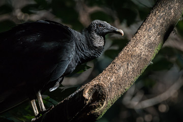 Urubu de Cabeça Preta / Black Vulture (Coragyps atratus)