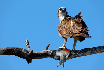 A Florida osprey on a branch with a fish caught in its talons against a cobalt blue sky..
