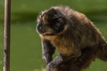 Macaco Prego / Tufted Capuchin (Sapajus apella)
