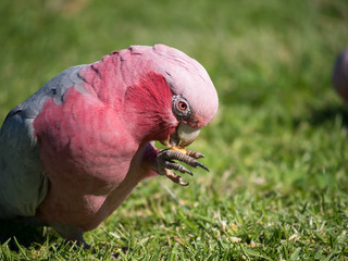Galah rose-breasted cockatoo, galah cockatoo, pink and grey cockatoo or roseate cockatoo