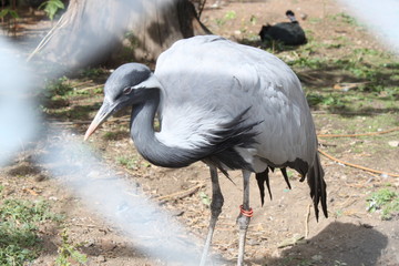 bird in zoo