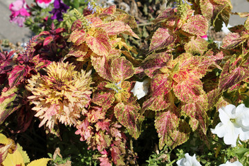 Coleus blumei or Painted nettle. Cultivar with pale yellow-pink leaves