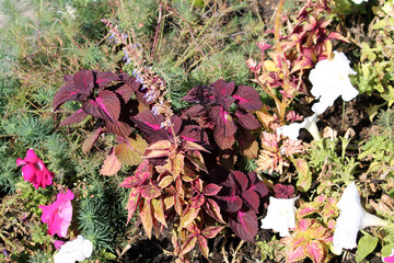 Several varieties of Coleus blumei or Painted nettle with decorative multi-colored leaves