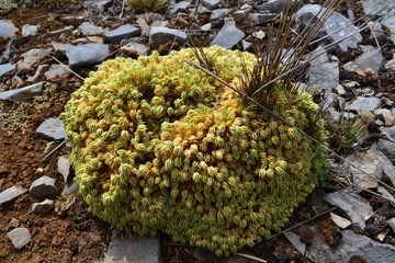 Plant from the mountains 