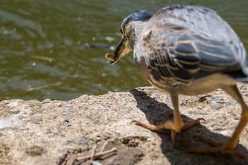 Socozinho / Striated Heron (Butorides striata)