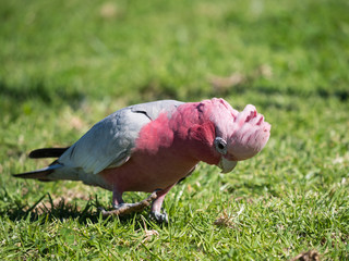 Galah rose-breasted cockatoo, galah cockatoo, pink and grey cockatoo or roseate cockatoo