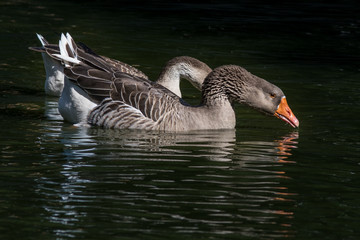 Ganso Comum Ocidental / Western Greylag Goose (Anser anser)