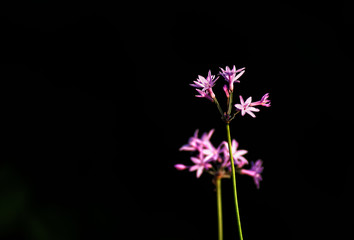 Fototapeta na wymiar Society garlic (Tulbaghia violacea) bloom isolated with black background created by bright lighting.