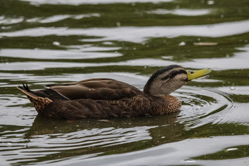 duck swimming