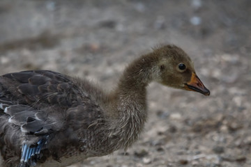 gosling