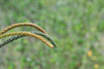 leaflets of pine close up